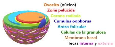 folículo terciário